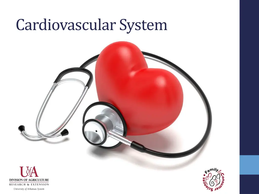 cardiovascular system