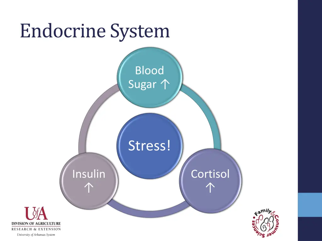 endocrine system