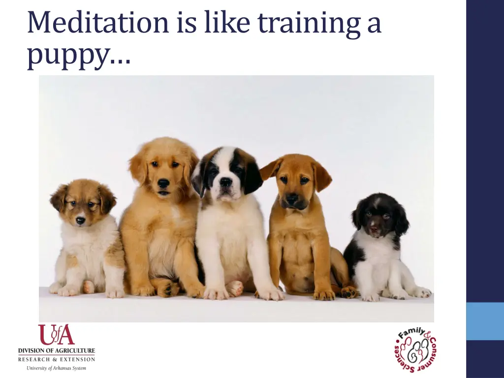 meditation is like training a puppy