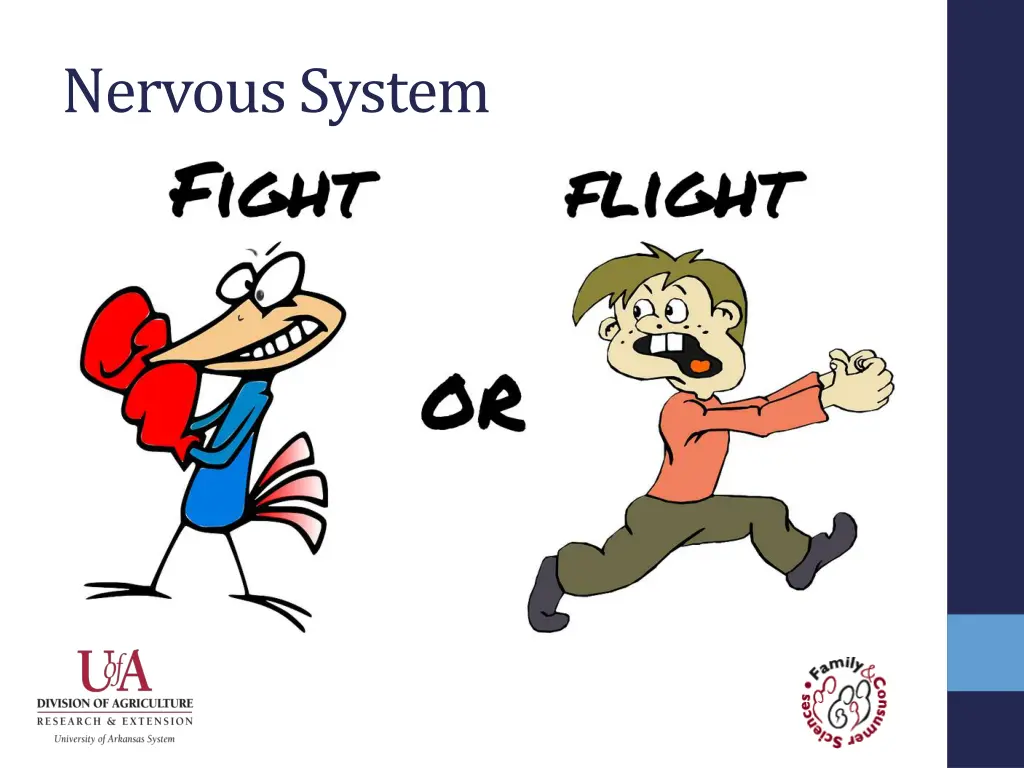 nervous system