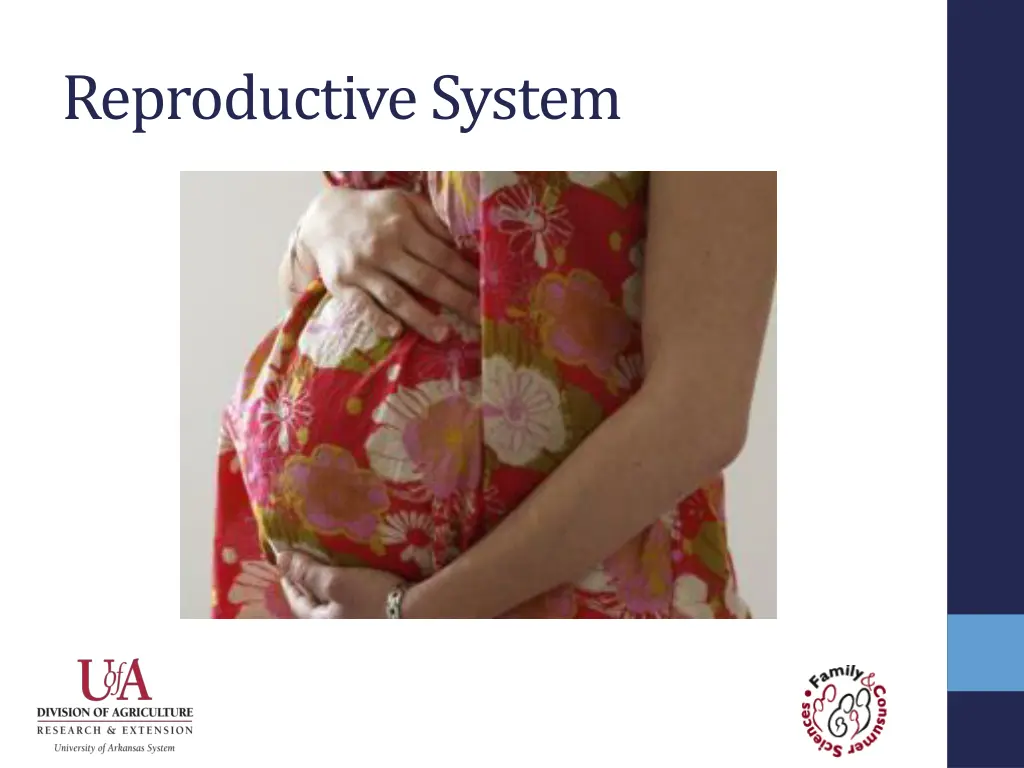 reproductive system