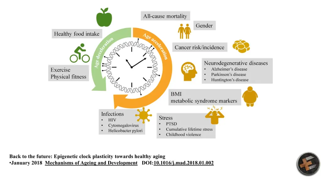 back to the future epigenetic clock plasticity