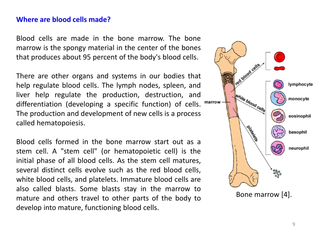 where are blood cells made