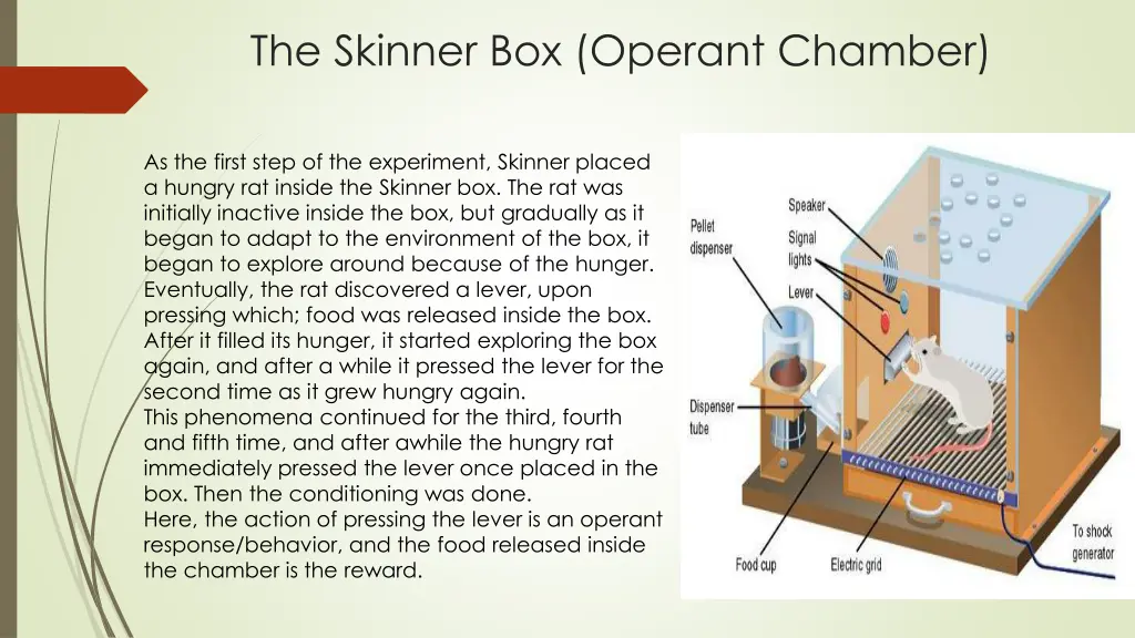 the skinner box operant chamber