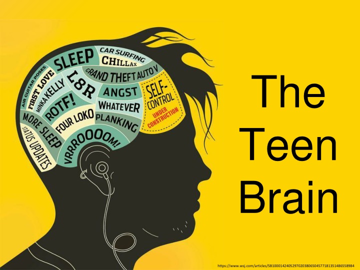 the teen brain