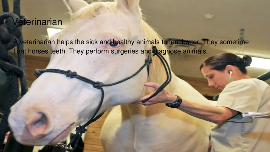 veterinarian