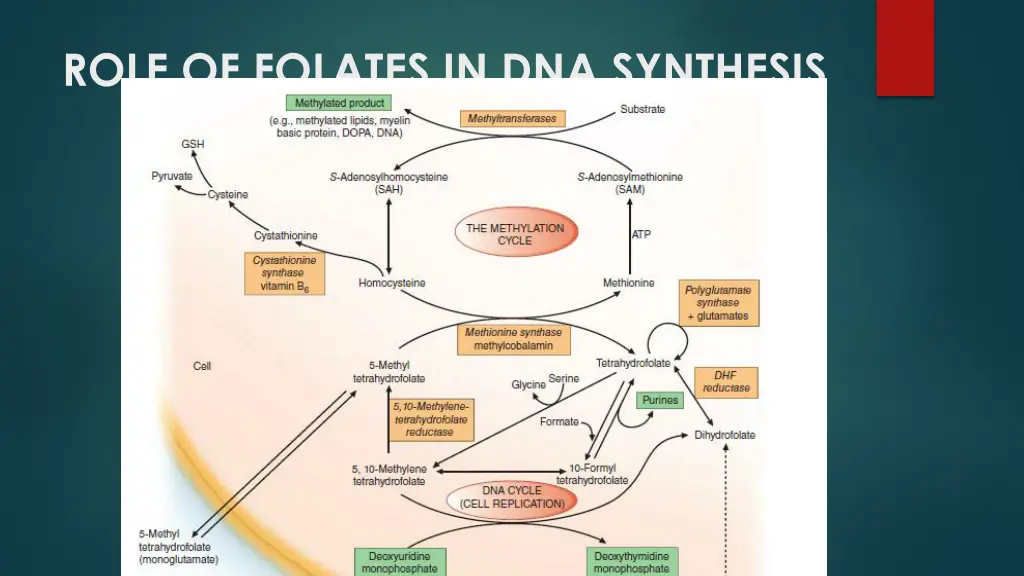 role of folates in dna synthesis