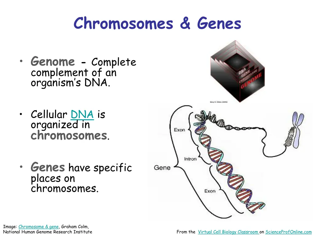 chromosomes genes