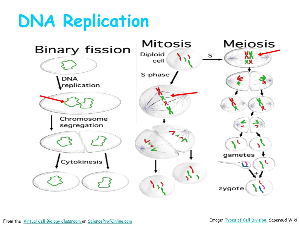 dna replication 2