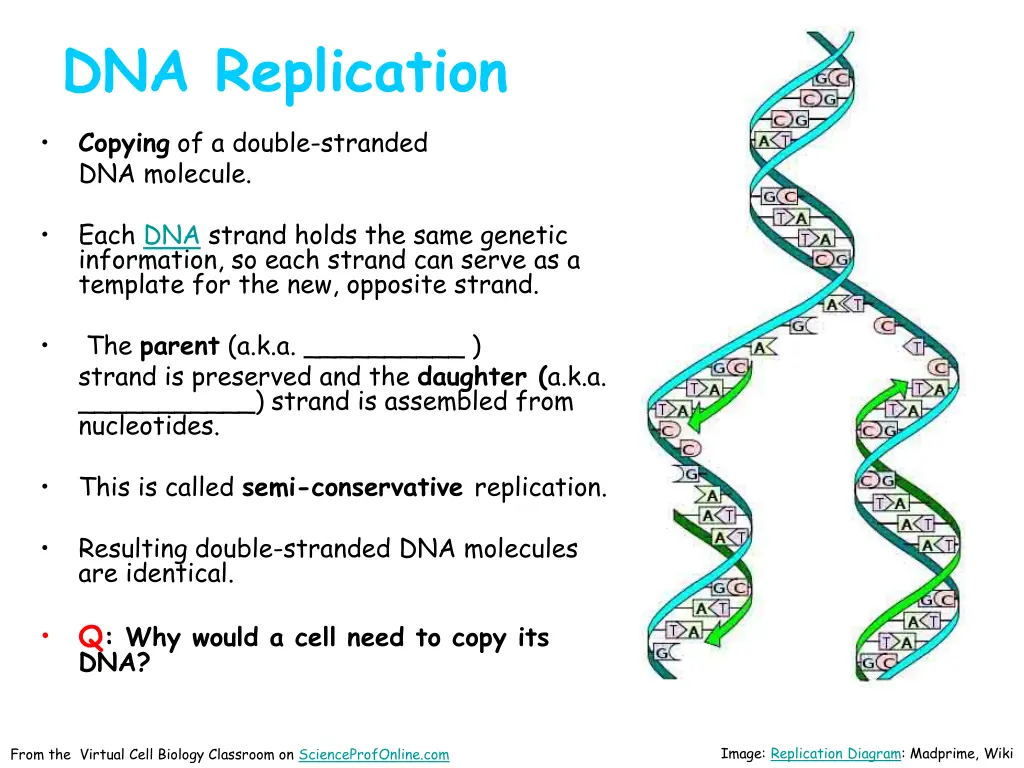 dna replication