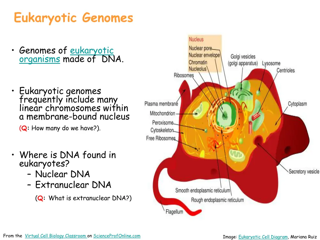 eukaryotic genomes