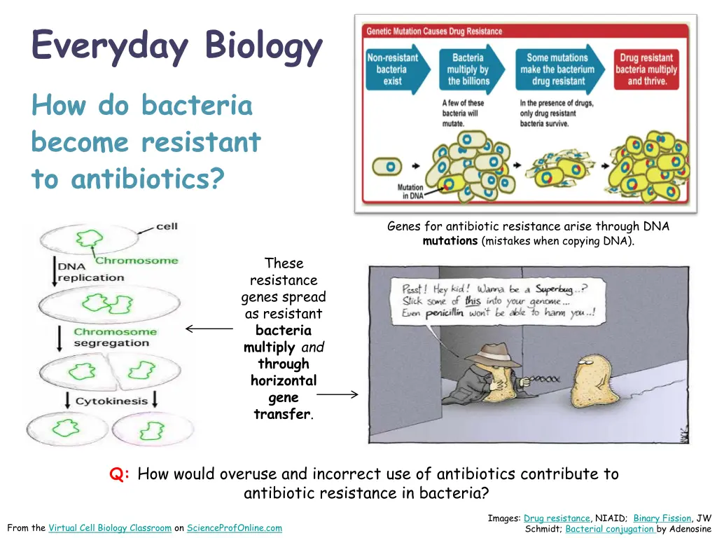 everyday biology