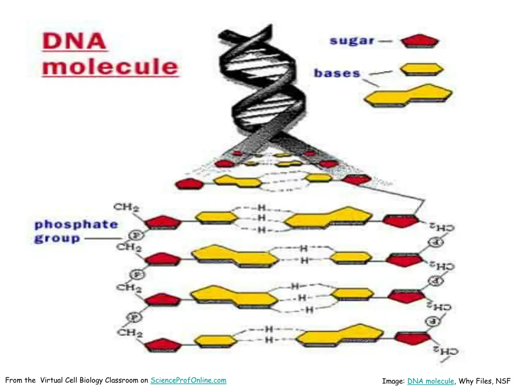 from the virtual cell biology classroom