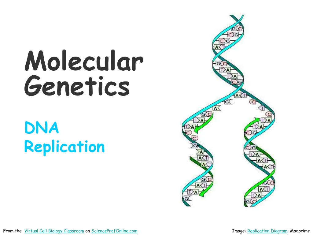 molecular genetics