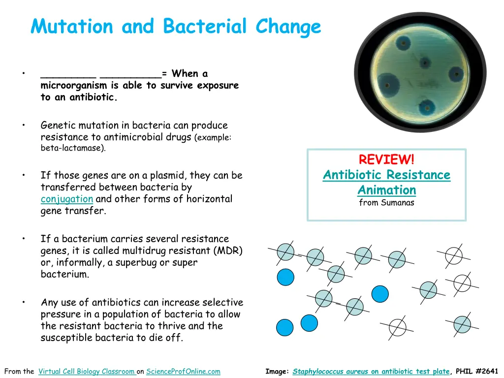 mutation and bacterial change