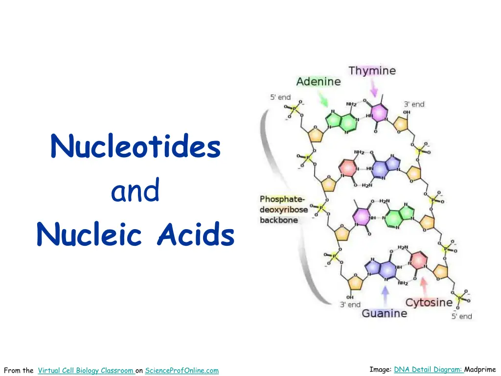 nucleotides and nucleic acids