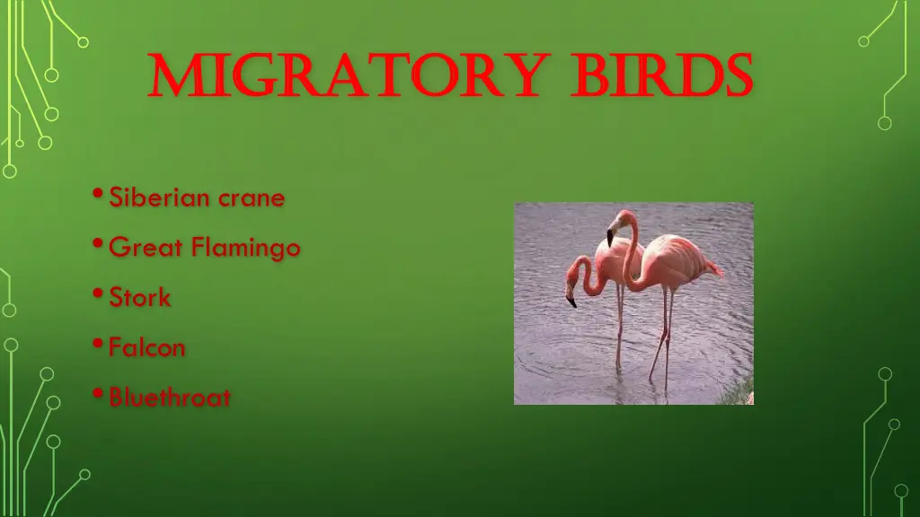 migratory birds migratory birds