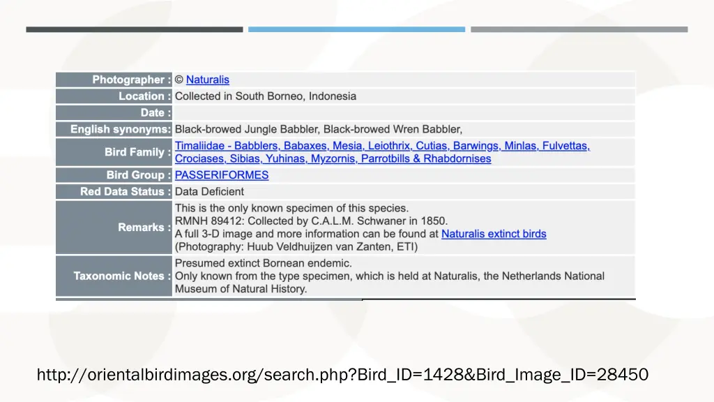 http orientalbirdimages org search php bird