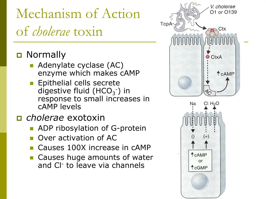 mechanism of action of cholerae toxin