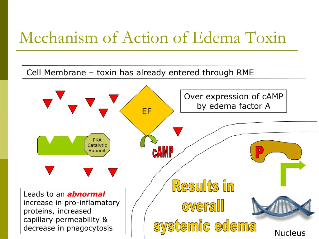 mechanism of action of edema toxin