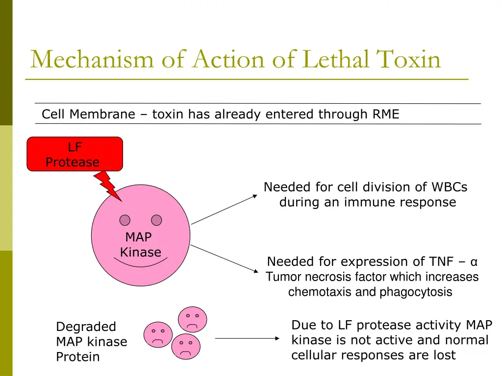 mechanism of action of lethal toxin