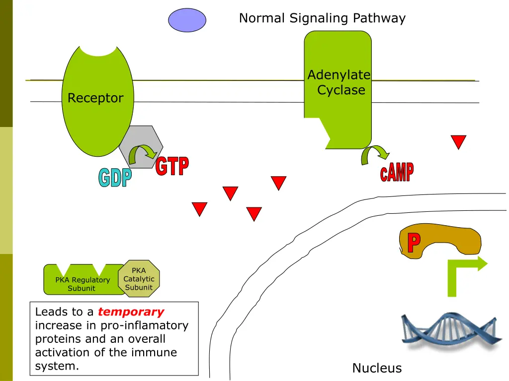 normal signaling pathway