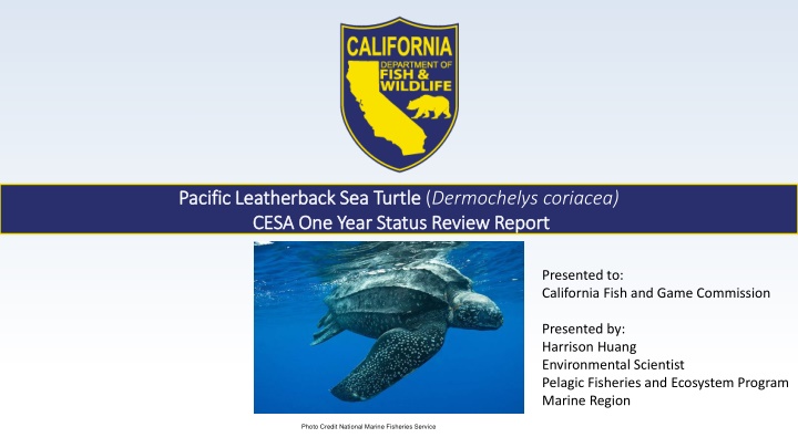 pacific leatherback sea turtle pacific