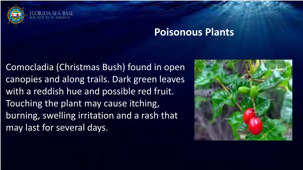 poisonous plants 1