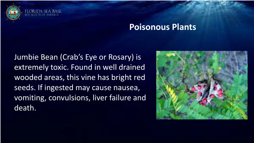 poisonous plants 2
