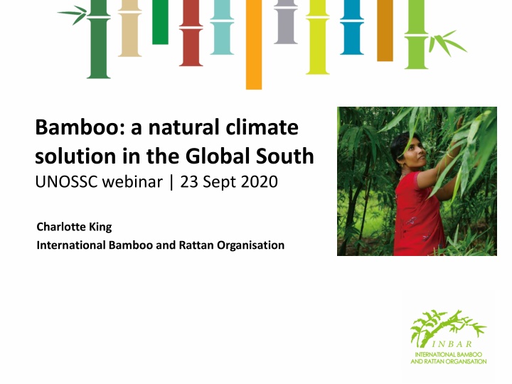 bamboo a natural climate solution in the global