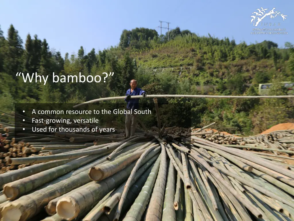 why bamboo