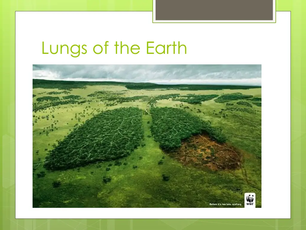 lungs of the earth