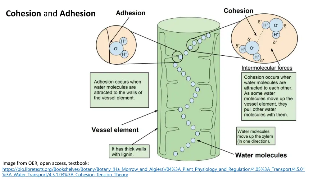 cohesion and adhesion
