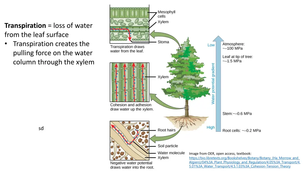 transpiration loss of water from the leaf surface