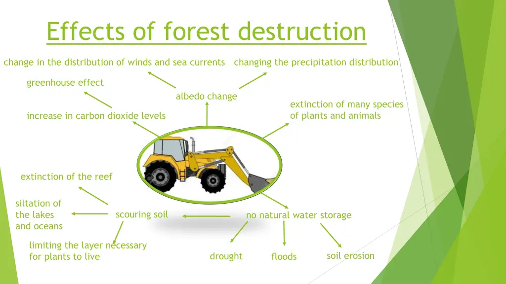 effects of forest destruction
