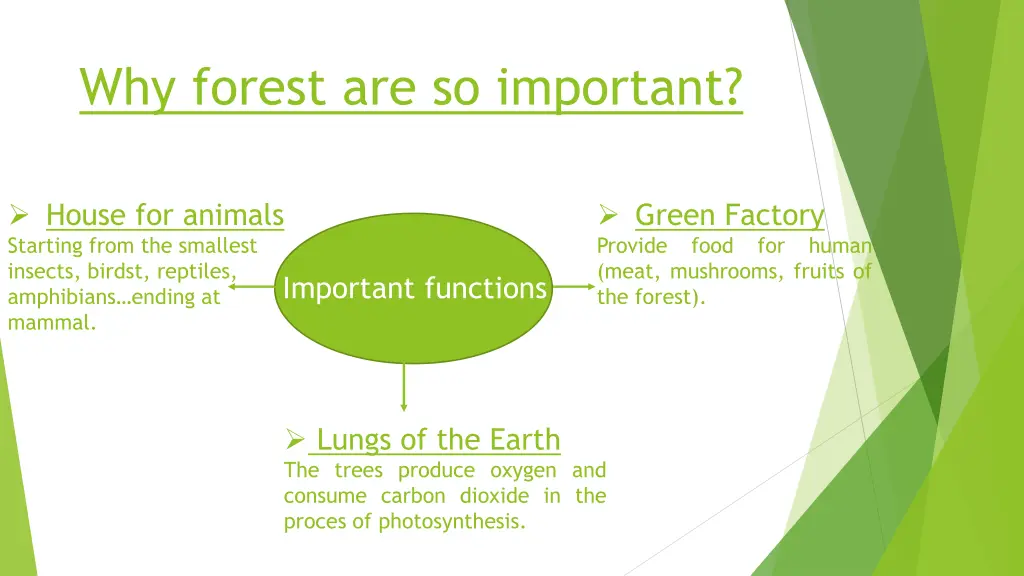 why forest are so important