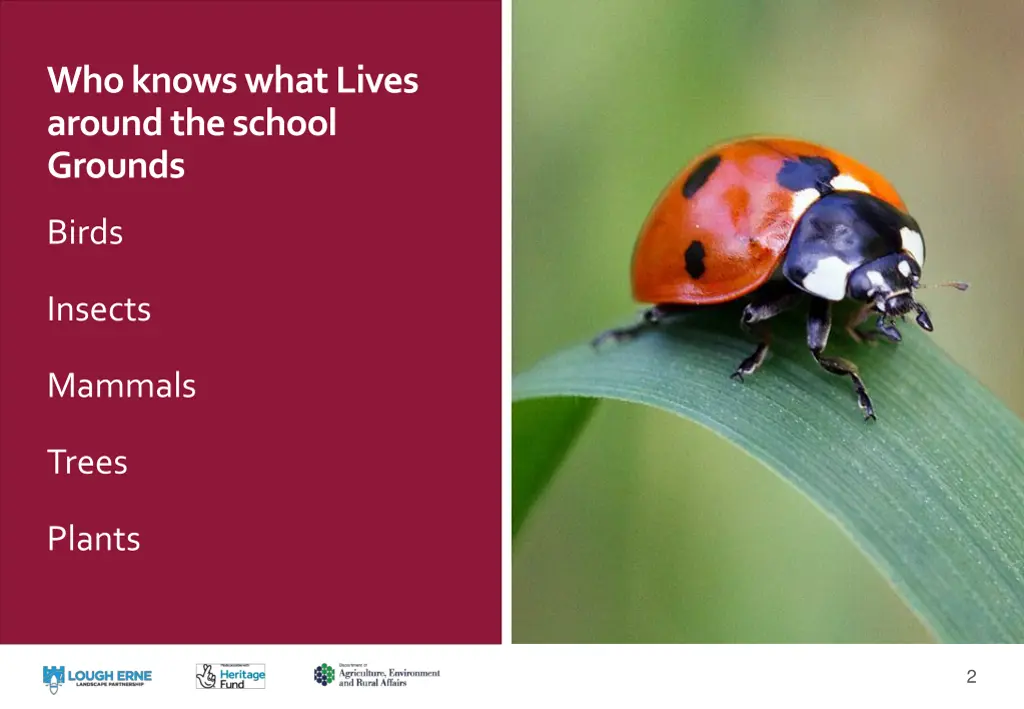 who knows what lives around the school grounds