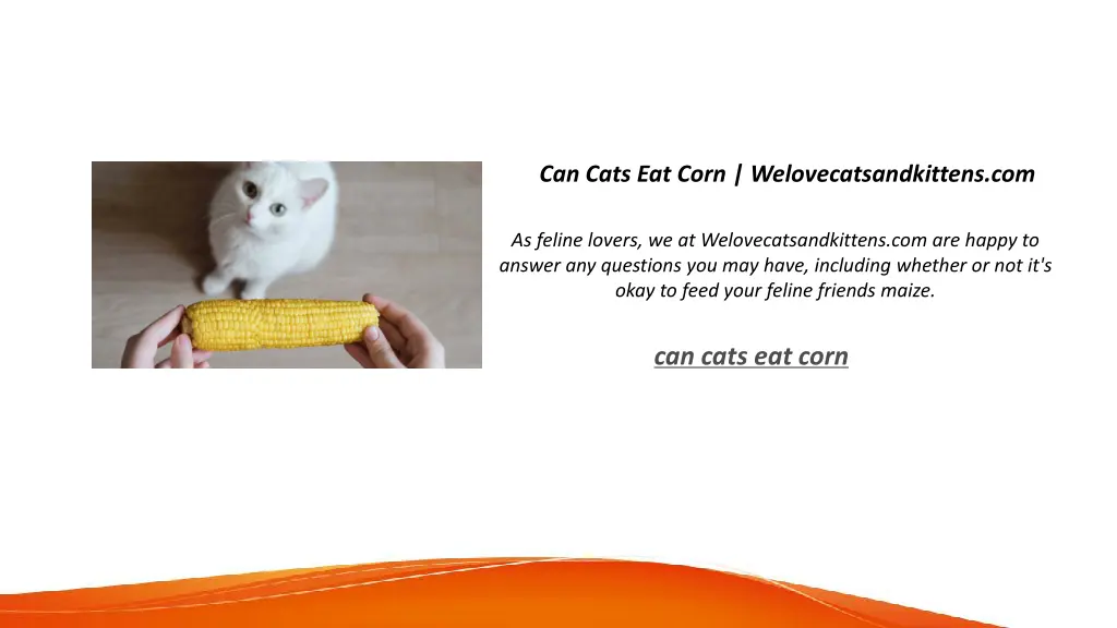 can cats eat corn welovecatsandkittens com