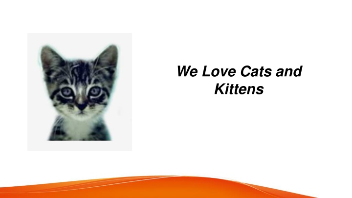we love cats and kittens