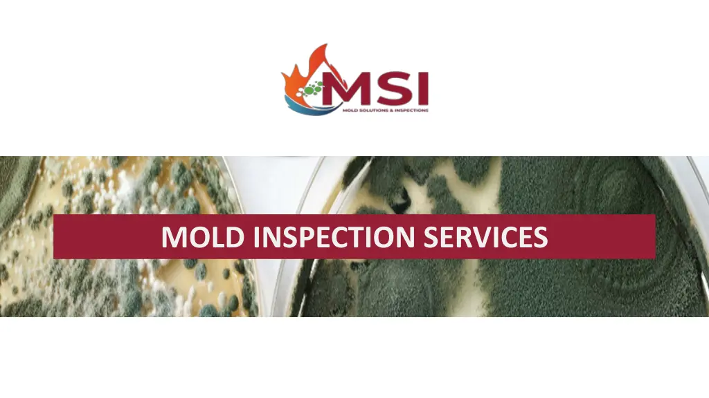 mold inspection services