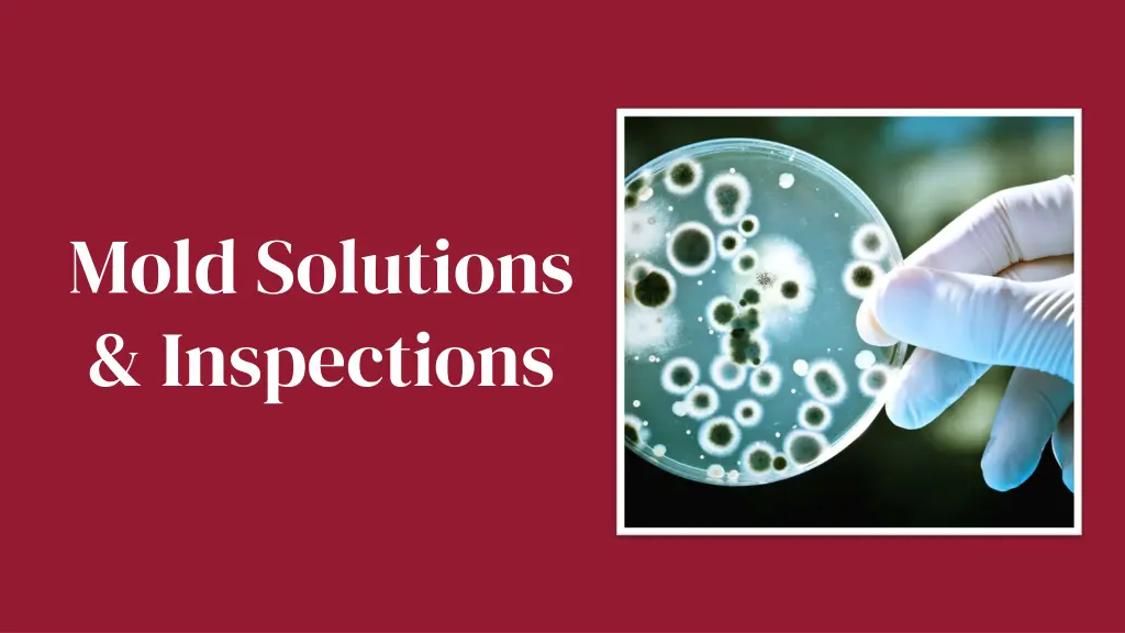 mold solutions inspections