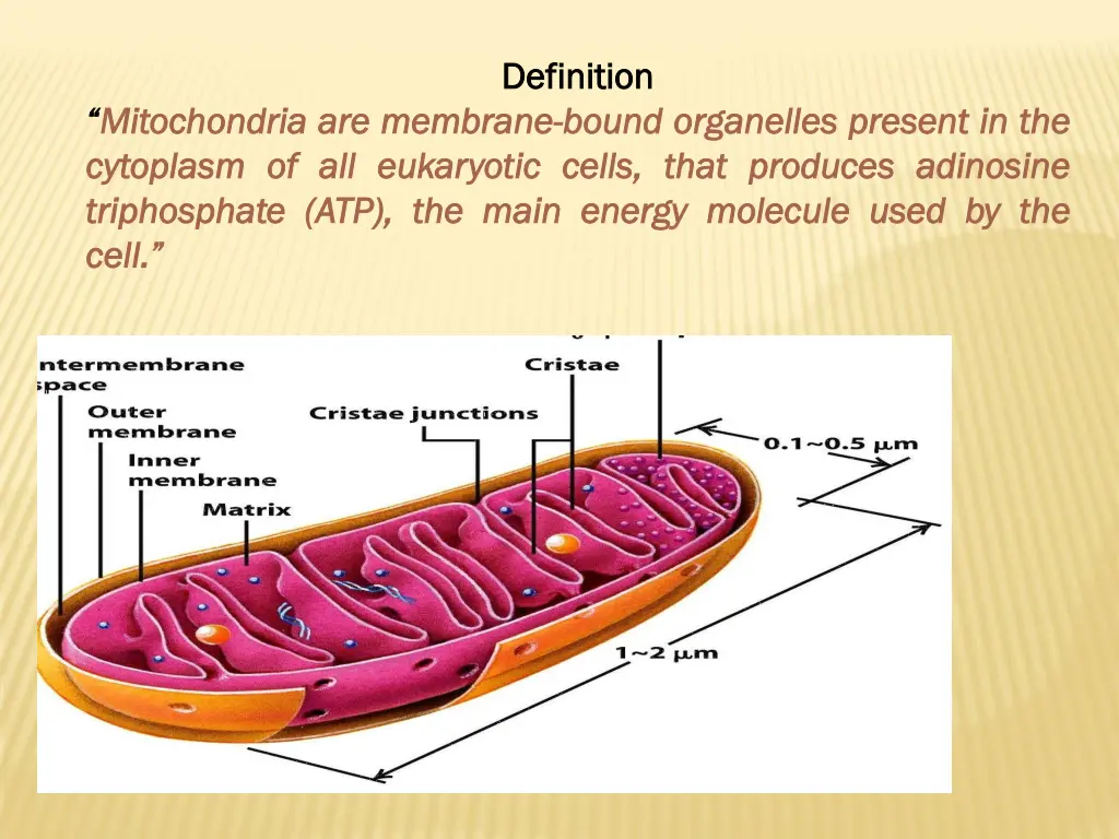 definition definition bound organelles eukaryotic
