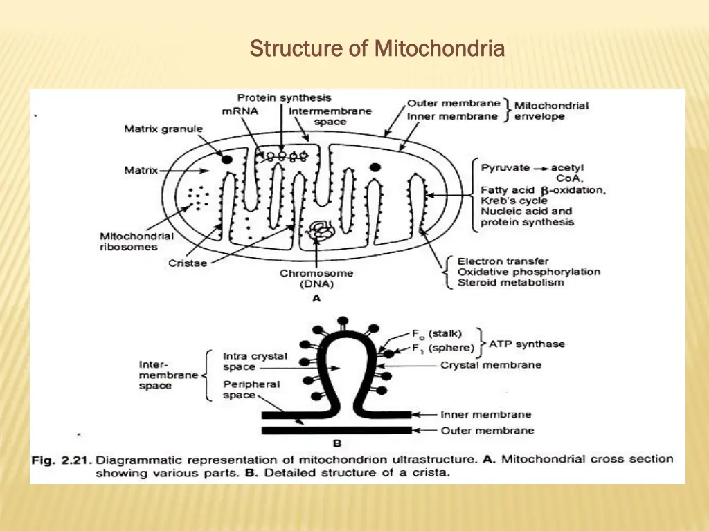 structure of mitochondria structure