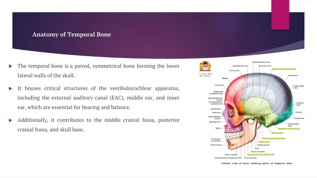 anatomy of temporal bone 1