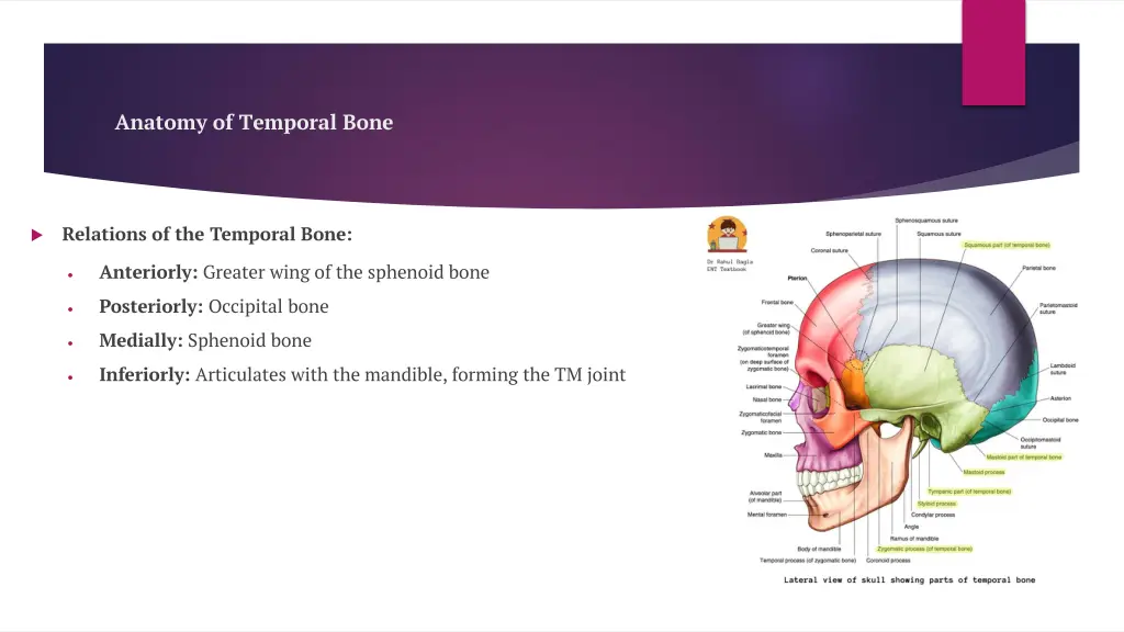 anatomy of temporal bone 2