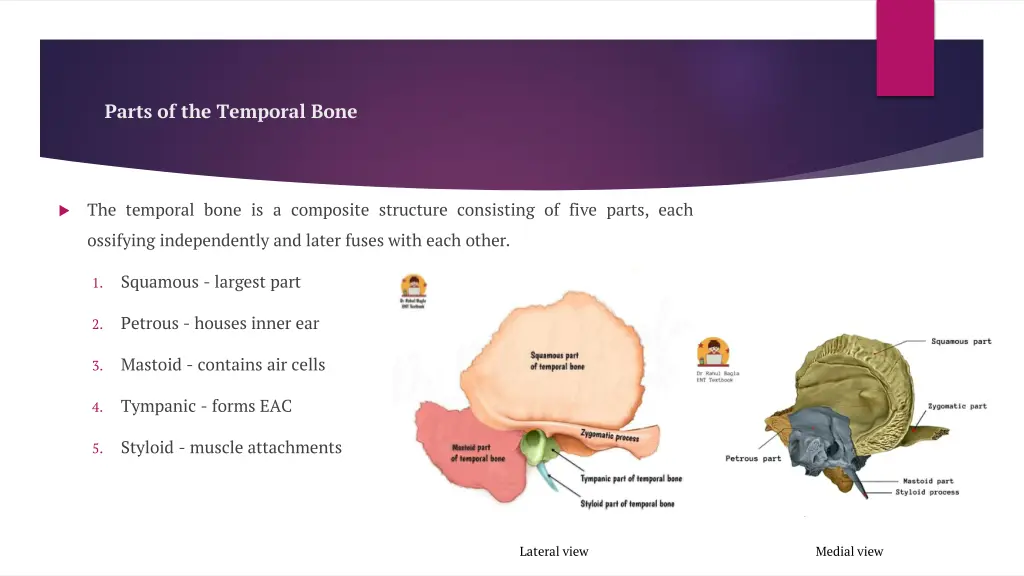 parts of the temporal bone