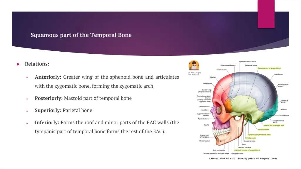 squamous part of the temporal bone 1