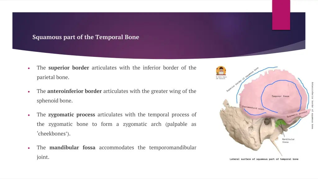 squamous part of the temporal bone 3