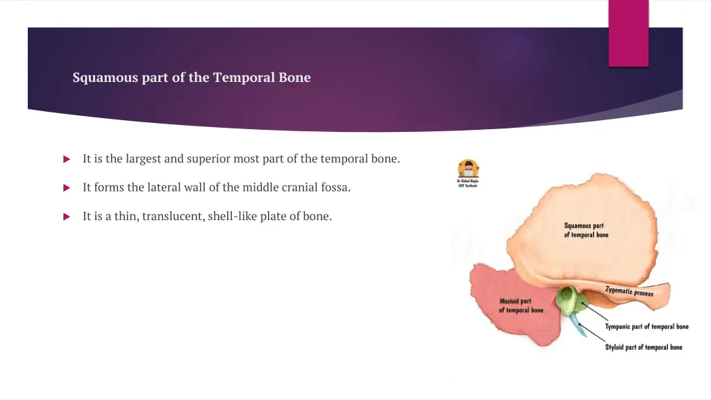 squamous part of the temporal bone