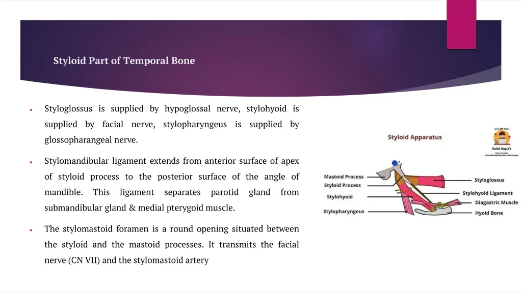 styloid part of temporal bone 1